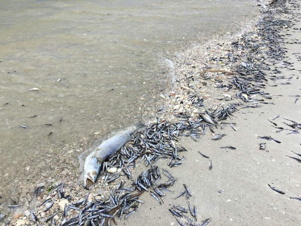 Mitigating Harmful Algae Blooms Harmful Algae Blooms, Red Tide