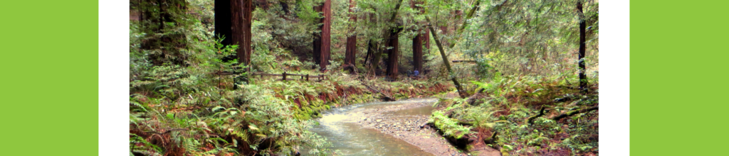 Salmon Habitat Enhancement and Bridge Replacement at Muir Woods National Monument