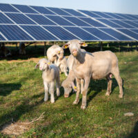 Germany: Sheep family in front of solar panels.