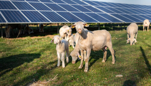 Sheeps in front of solar panels, Germany