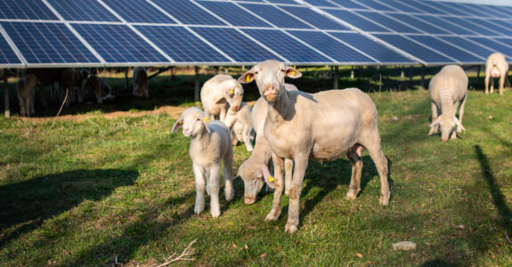 Sheeps in front of solar panels, Germany Germany: Sheep family in front of solar panels.